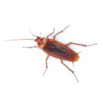 American cockroaches in Florida