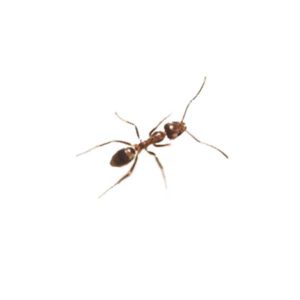 Argentine ant in Florida