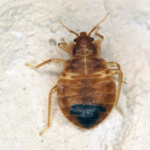 Bed bugs in Florida