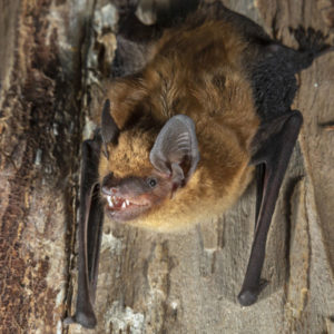 Big brown bats in Florida - Florida Pest Control