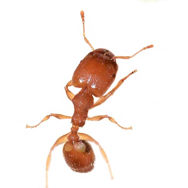 This Is A Close Up Of A Big Ant With Big Antennae Background