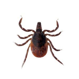 Blacklegged ticks in Florida