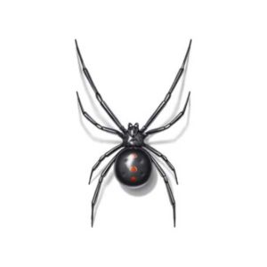 Black widow spiders in Florida