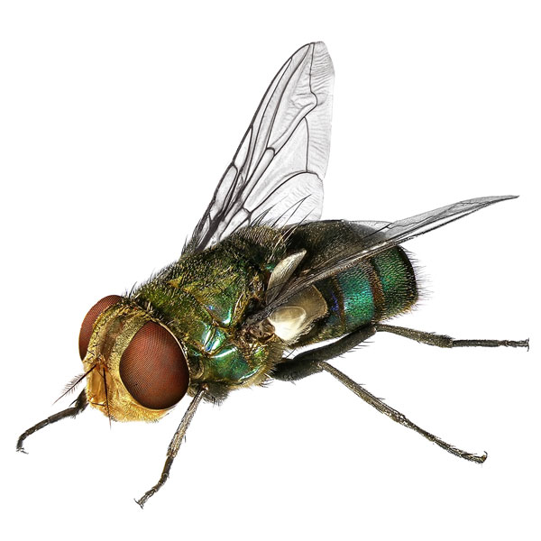 Fly Identification in Florida