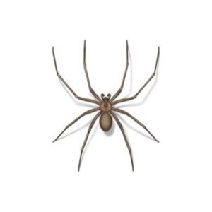 Brown recluse spiders in Florida