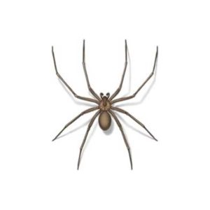 Spider Identification, Habits & Behavior