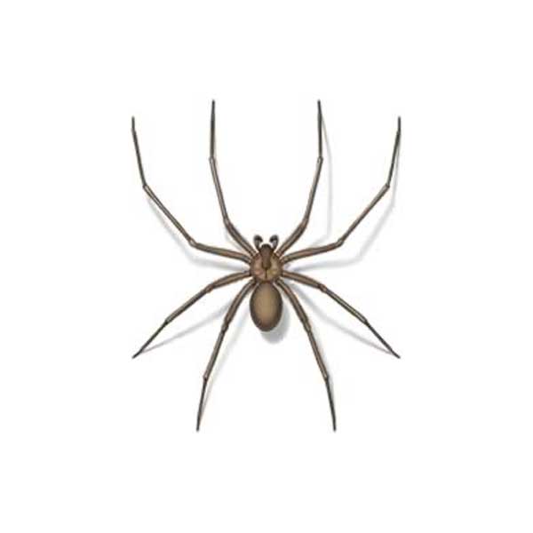 torsdag Flock ekstra Brown Recluse Spider Identification & Behavior | Florida Pest Control