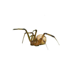 Brown widow spiders in Florida