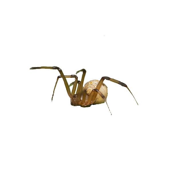 Common House Spiders: House Spider Control & Information