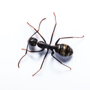 Carpenter ants in Florida
