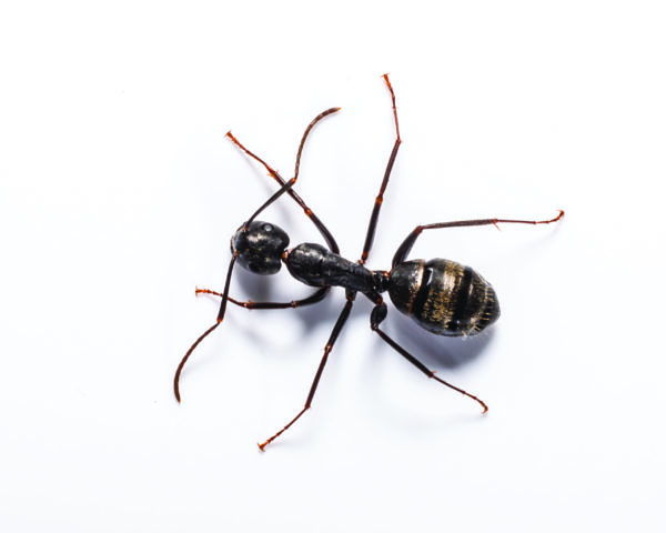 Carpenter ants in Florida