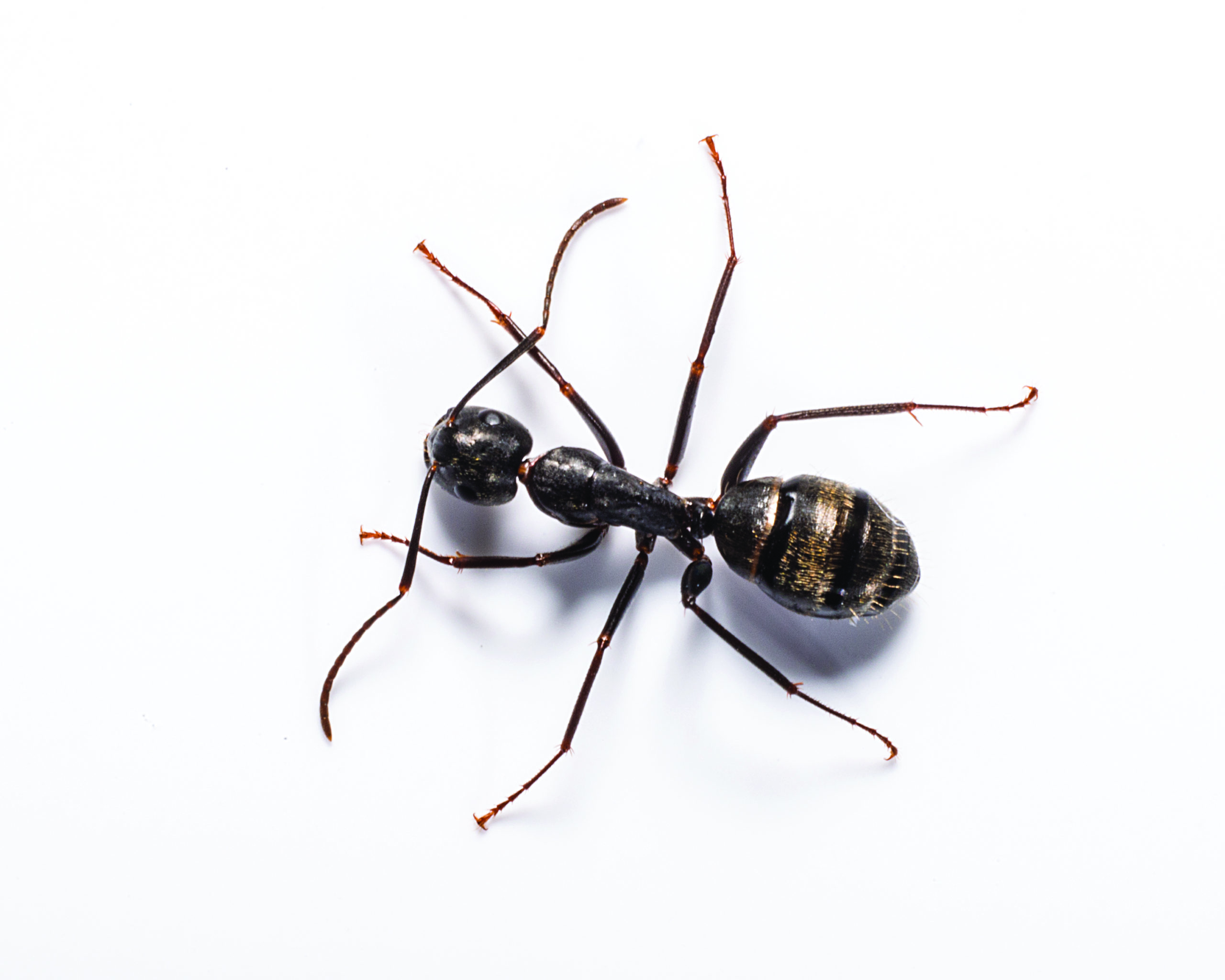 Carpenter Ant Identification, Habits & Behavior