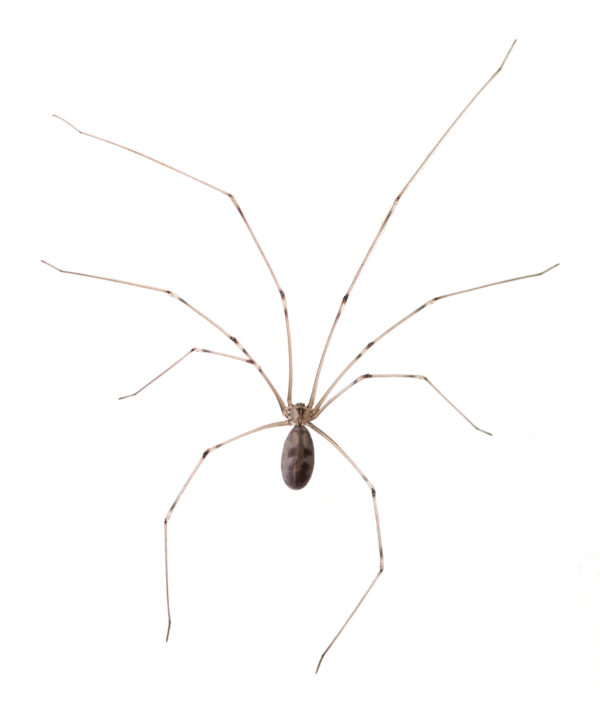 Common House Spiders: House Spider Control & Information