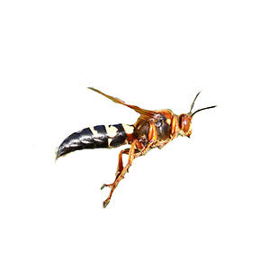 Cicada killer wasps in Florida