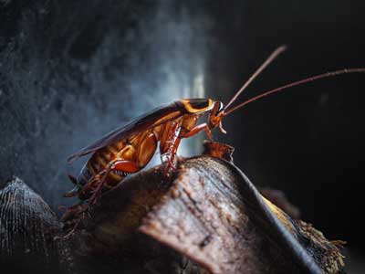 Cockroach Identification in Florida