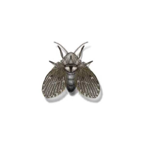 drain fly control and treatments for the home