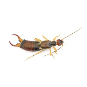 Earwigs in Florida