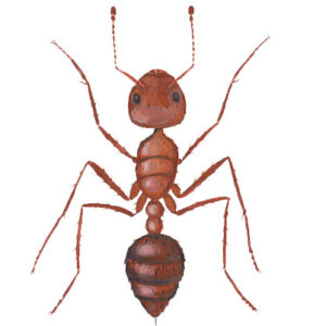 Fire ants in Florida