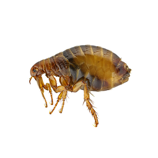 Flea Identification, Habits & Behavior | Florida Pest Control
