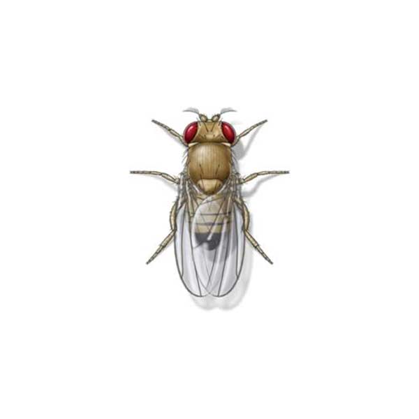 Fruit Fly Extermination: How to Get Rid of Fruit Flies