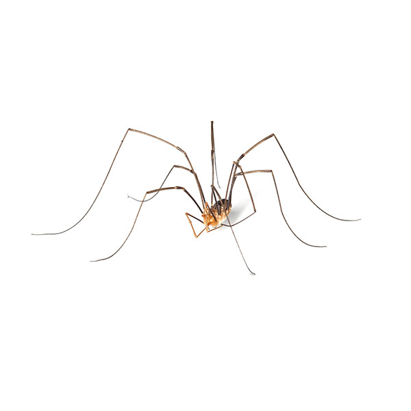 Are daddy-long-legs really the most venomous spider? Here's the