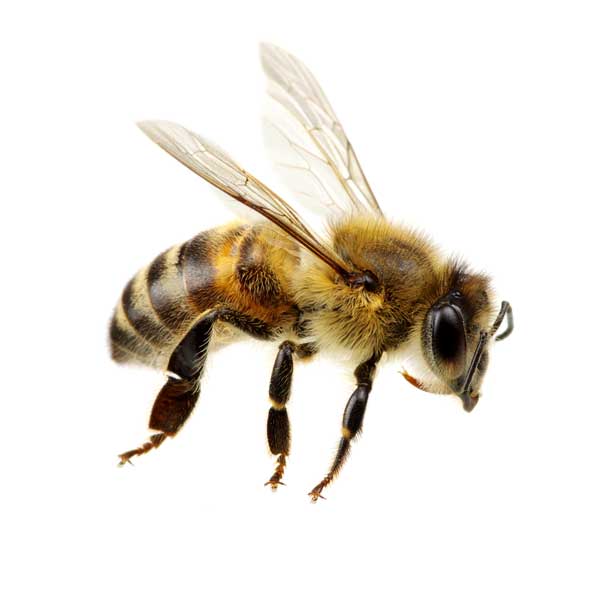 Honey Bee Identification, Habits & Behavior