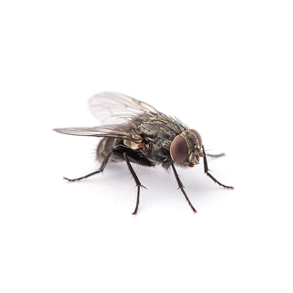 House Fly Identification, Habits & Behavior