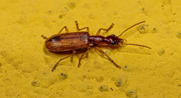 Adult Ground Beetle of the Family Carabidae