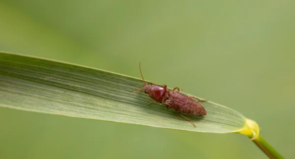 click beetle inhabit the leaves of wild plants