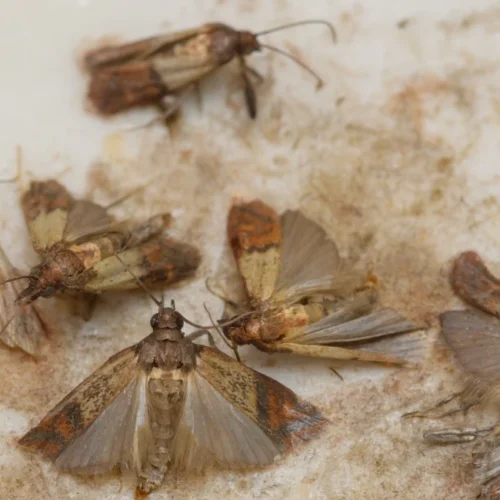 Corn borer food moth caught in a special pheromone trap