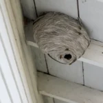 A hidden wasp nest under roof eaves