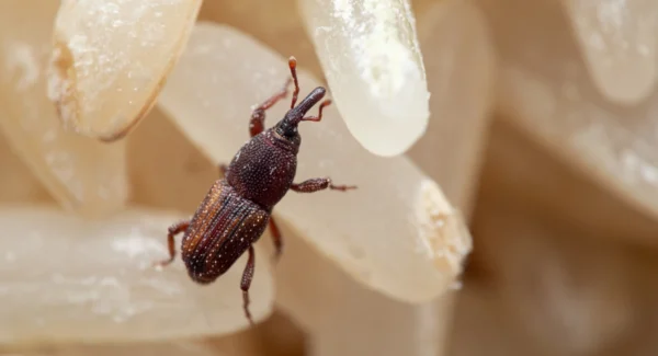 macro photo of rice weevil on rice