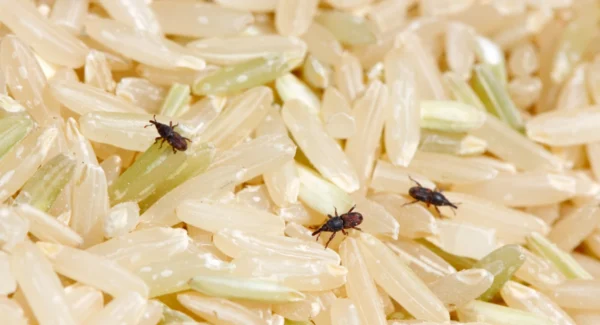 rice weevils on milled rice