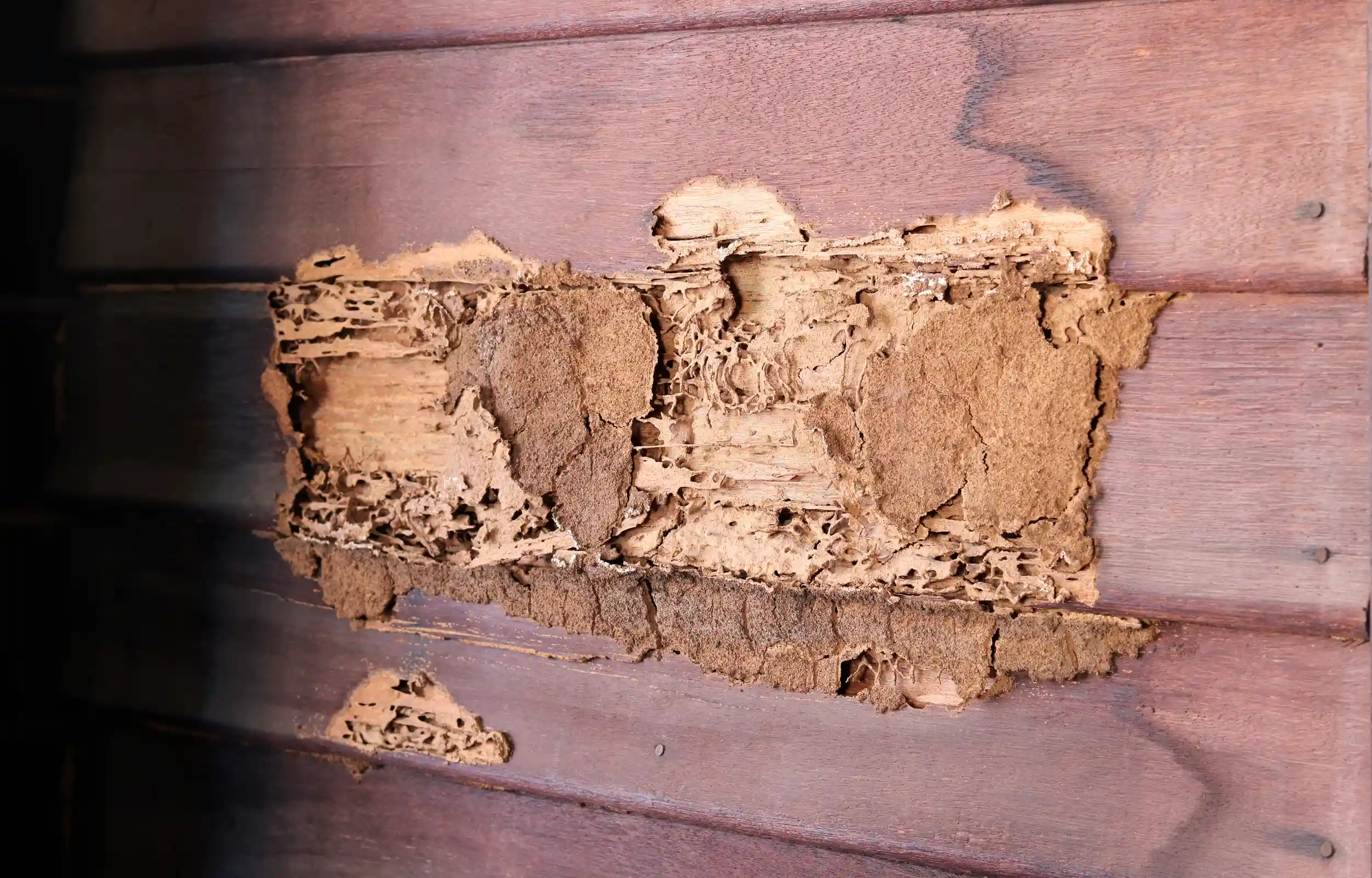 damaged wooden wall eaten by termites exposing under layers