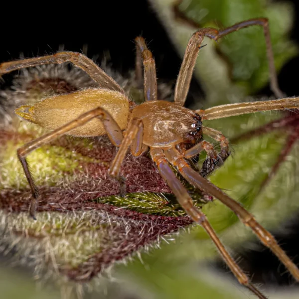 Yellow sac spiders are covered in hairs that help locate prey