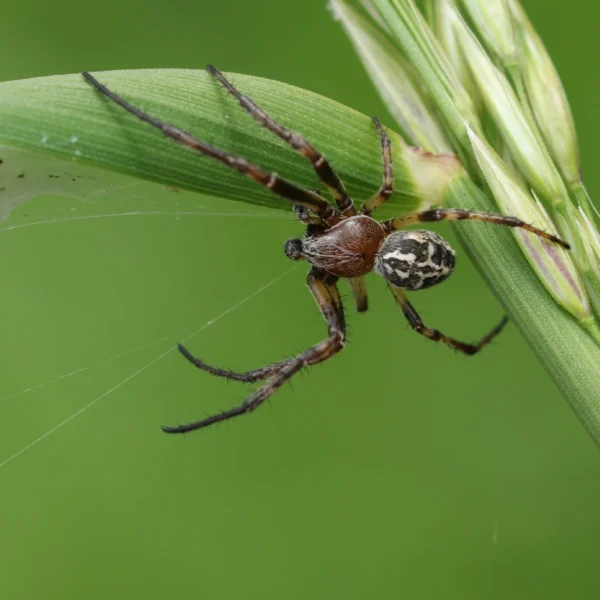 An Orb-weaver Spider, Larinioides cornutus, on its web on a blade of grass.