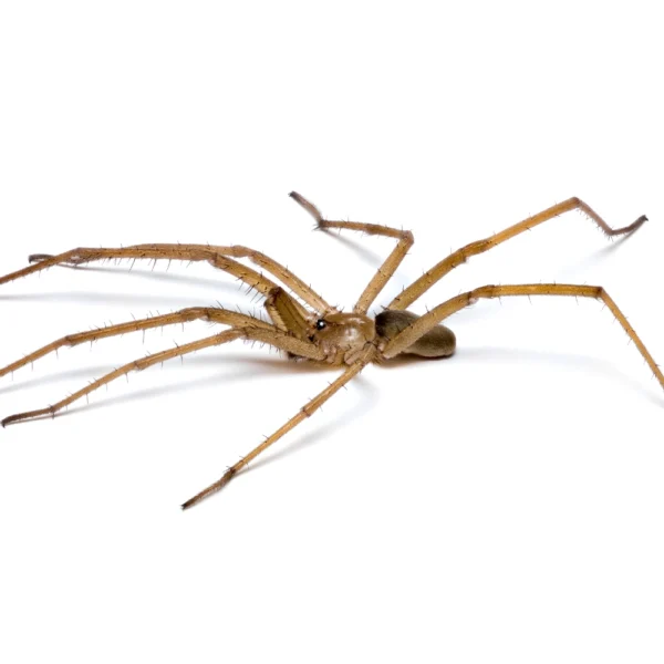 Crevice Spider on white background