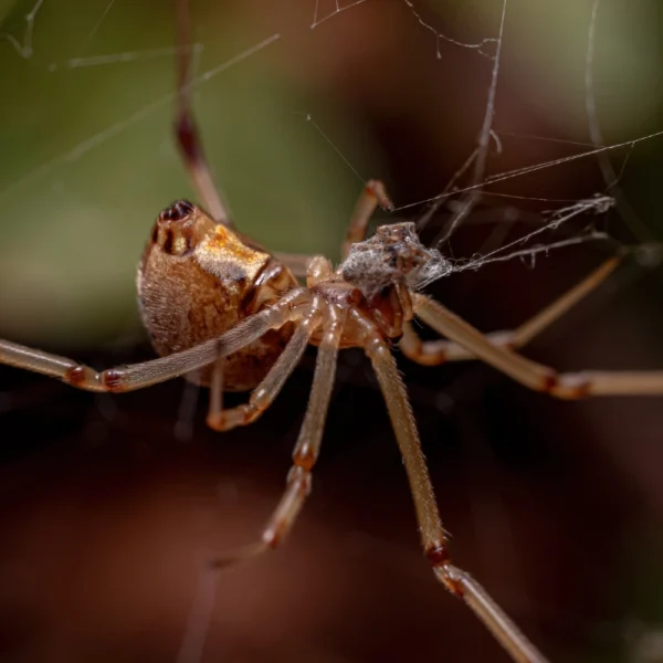 Female brown widow spider upside down on web
