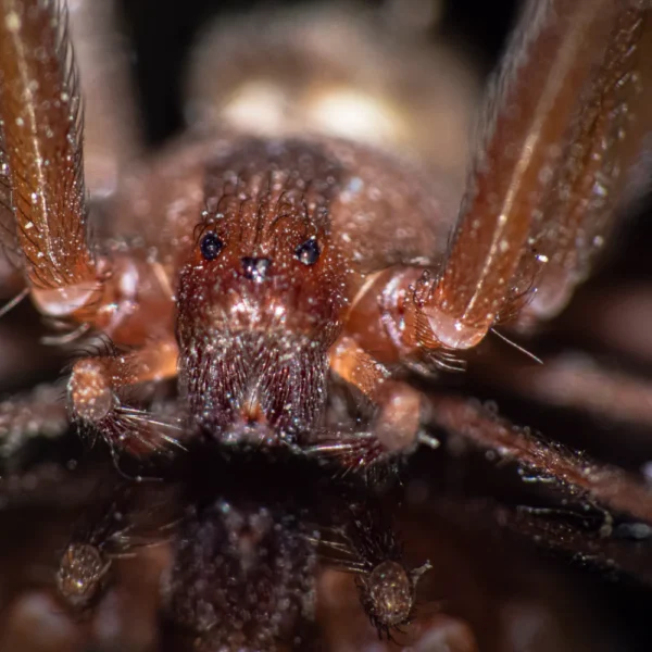 Unlike most spider species, recluse spiders have six eyes