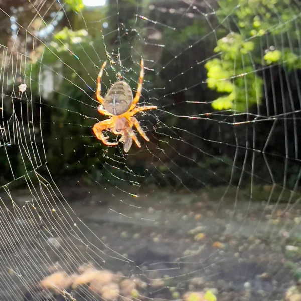 Orb Weaver Spider sitting in the middle of its web outside