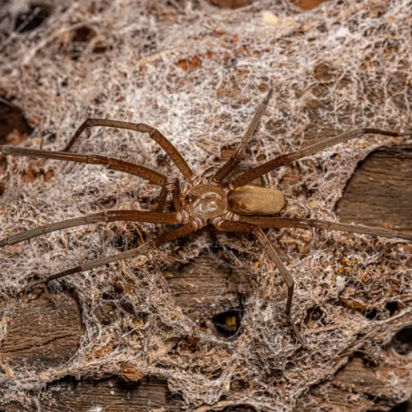 Southern House Spider of the species Kukulcania hibernalis