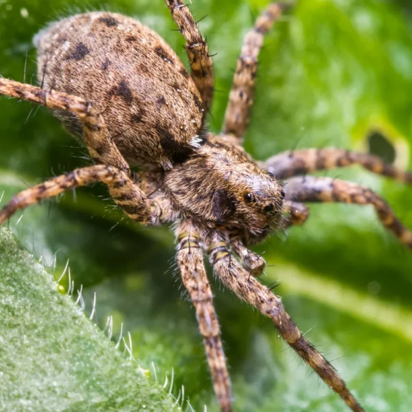 Wolf Spider (Pardosa amentata) on a green leaf of grass