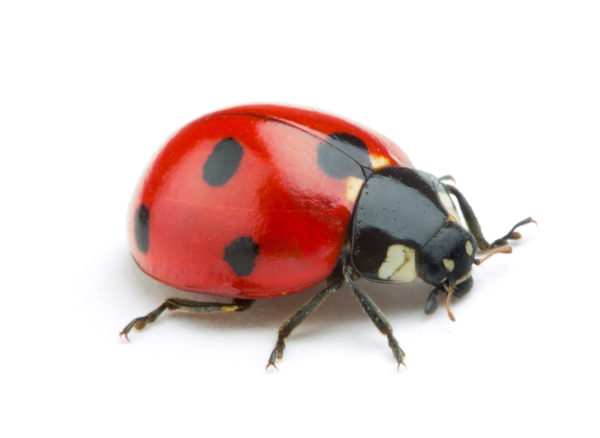 Ladybugs in Florida