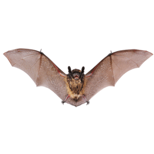 Little brown bats in Florida - Florida Pest Control