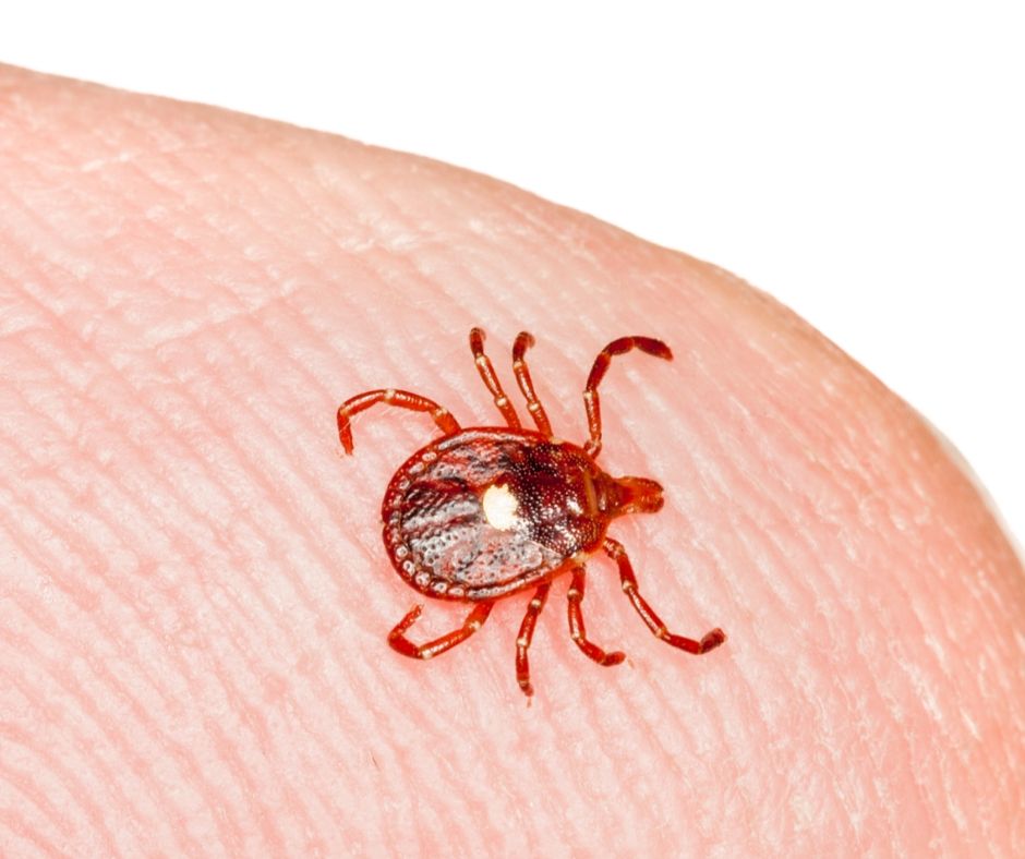 Lone Star Tick Identification Habits And Behavior Florida Pest Control