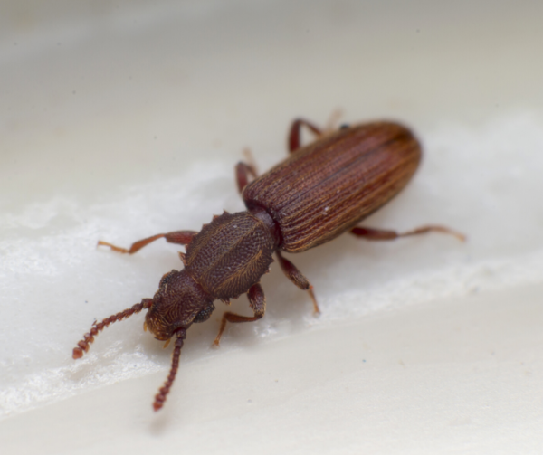 Merchant grain beetles in Florida