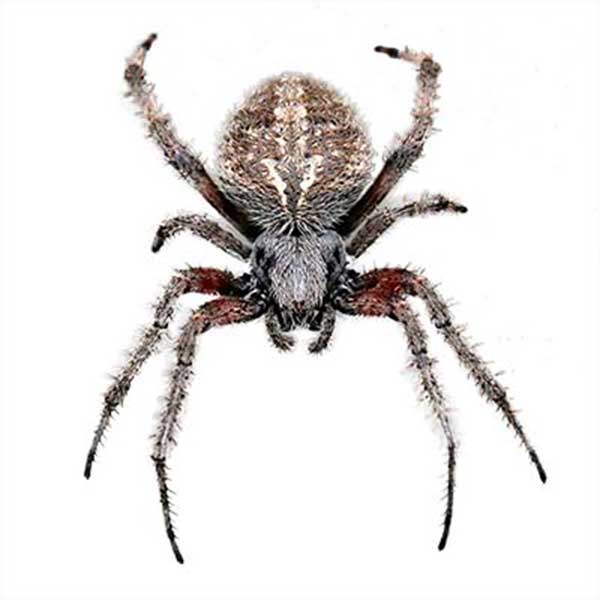 Orb Weaver spiders in Florida
