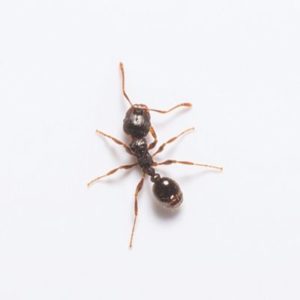 Pavement ants in Florida