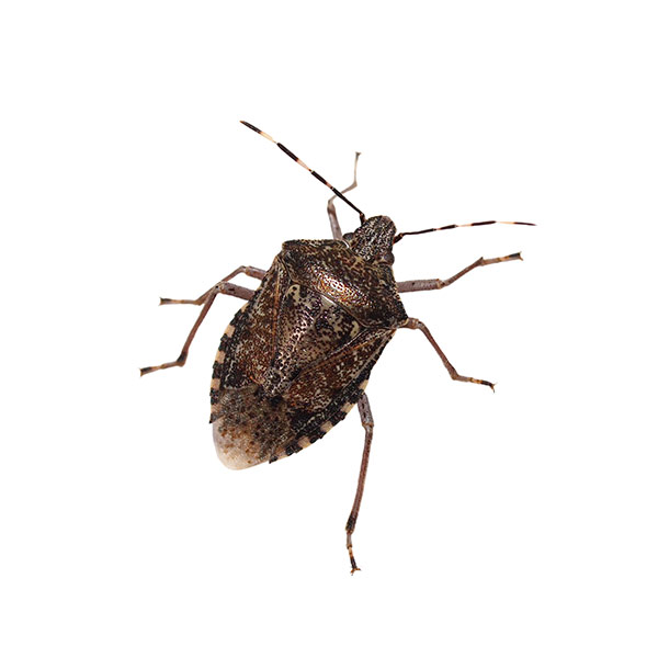 Stink Bug Identification, Habits & Behavior