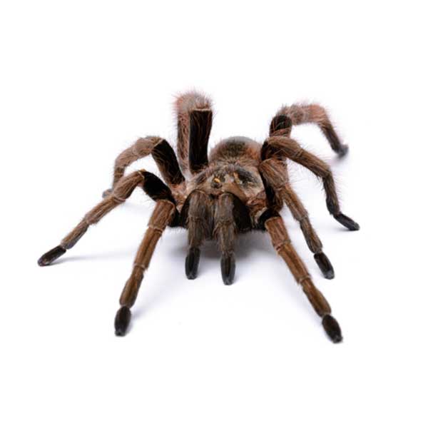 Spider Extermination, Prevention & Control Solutions